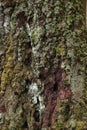 Moss grew on a tree, beautiful and interesting texture