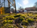 Moss on the ground during earlyspring Royalty Free Stock Photo