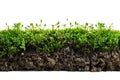 Moss on the ground isolated white background, file, aesthetic, minimalistic, high resolution, Royalty Free Stock Photo