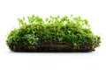 Moss on the ground isolated white background, file, aesthetic, minimalistic, high resolution, Royalty Free Stock Photo