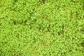 moss grow on rock in forest at Jetkod-Pongkonsao in Thailand