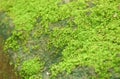 moss grow on rock in forest at Jetkod-Pongkonsao travel location in Thailand