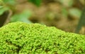 moss grow on rock in forest at Jetkod-Pongkonsao travel location in Thailand