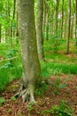 Moss growing on beech trees in remote forest, environmental conservation and nature reserve. Woods with damp algae and Royalty Free Stock Photo