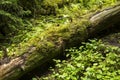 Moss growing in big fallen tree. tree trunk with moss Royalty Free Stock Photo