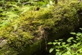 Moss growing in big fallen tree. tree trunk with moss Royalty Free Stock Photo
