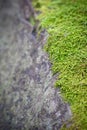 Moss growing on concrete wall Royalty Free Stock Photo