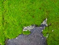 Moss growing on a concrete wall. Royalty Free Stock Photo