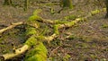 Moss growing on a fallen tree on the forest floor