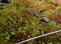 Moss growing in the field