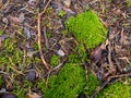Moss growing on forest ground Royalty Free Stock Photo