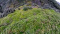 High altitude moss in Antisana Ecological Reserve Royalty Free Stock Photo