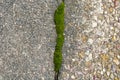 Moss growing inside crack in sidewalk Royalty Free Stock Photo