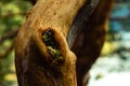 Moss growing in a knot of an Arrayan tree. Los Alerces National Park, Argentina Royalty Free Stock Photo