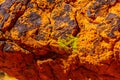 Moss growing on a large colorful red sandstone rock along the Fire Wave Trail in the Valley of Fire State Park Royalty Free Stock Photo