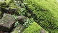 Moss Growing on Natural Rocks in a Humid Environment Royalty Free Stock Photo