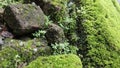 Moss Growing on Natural Rocks in a Humid Environment Royalty Free Stock Photo