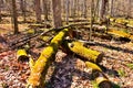 Moss covered cut down tree trunks