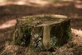 Moss on a tree stump in the forest Royalty Free Stock Photo