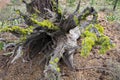 Moss growing on old tree stump Royalty Free Stock Photo