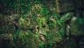 Moss growing on the rock surface . wet and dark conditions Royalty Free Stock Photo