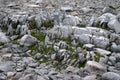 Moss growing in the rocks in Antarctica