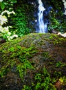 Moss growing on the rocks near the waterfall Royalty Free Stock Photo