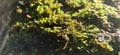 moss growing on rubber trees in the borneo forest