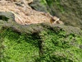 Moss growing on sandrock and wood chips from logging. Royalty Free Stock Photo