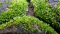 Moss Royalty Free Stock Photo