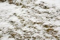 Moss growing on a stone covered in snow Royalty Free Stock Photo