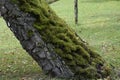 Moss growing on tree bark close up in natural environment Royalty Free Stock Photo