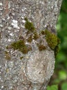 Moss Growing on Tree Bark