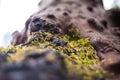 Moss growing on tree bark Royalty Free Stock Photo