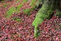 Moss growing on tree root in autumn color background Royalty Free Stock Photo