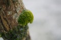 Moss growing on the trunk of a tree in the forest in winter has frozen ice crystals Royalty Free Stock Photo