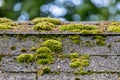 Moss Growing on Weathered Roof Shingles Royalty Free Stock Photo