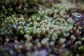 Moss growing in winter Royalty Free Stock Photo