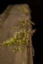 Moss growing on wood