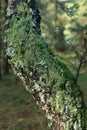 The moss-grown birch tree Royalty Free Stock Photo