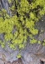 Moss grown on old tree stump Royalty Free Stock Photo