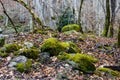Moss-grown stones in the wood Royalty Free Stock Photo