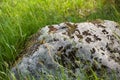 Moss grows on a big stone among green grass