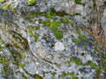 Moss grows on a big stone