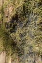 Moss grows on a burnt Redwood Royalty Free Stock Photo