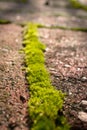Mossy brick path detail Royalty Free Stock Photo