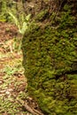 Moss grows on a fallen log in the Jedidiah Redwood forest