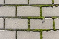 Moss grows between gray stone tiles Royalty Free Stock Photo