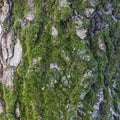 Moss grows heavily on the bark of tree