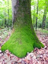 Moss grows on north side of trees at Bell Station Cayuga Lake